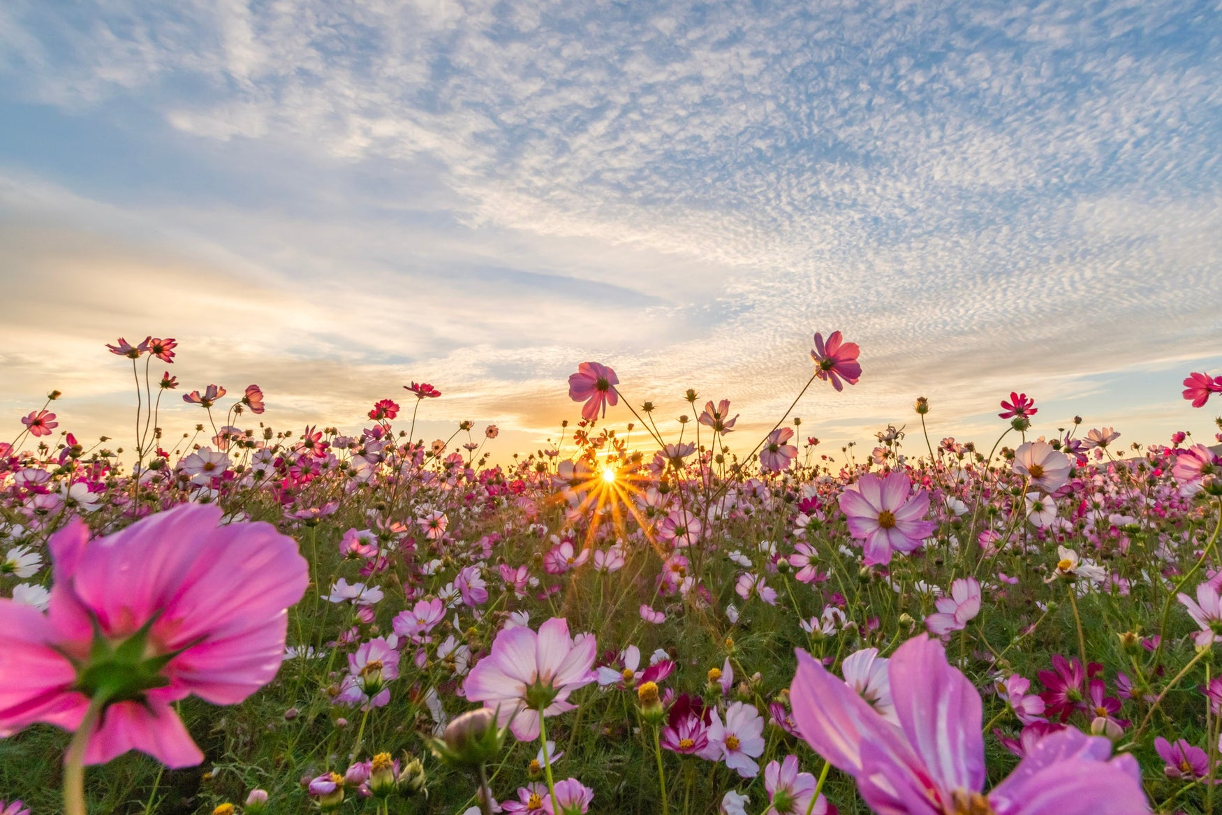 Want Wildflowers and Sunflowers? Plant Now or Wait Until Next Year!