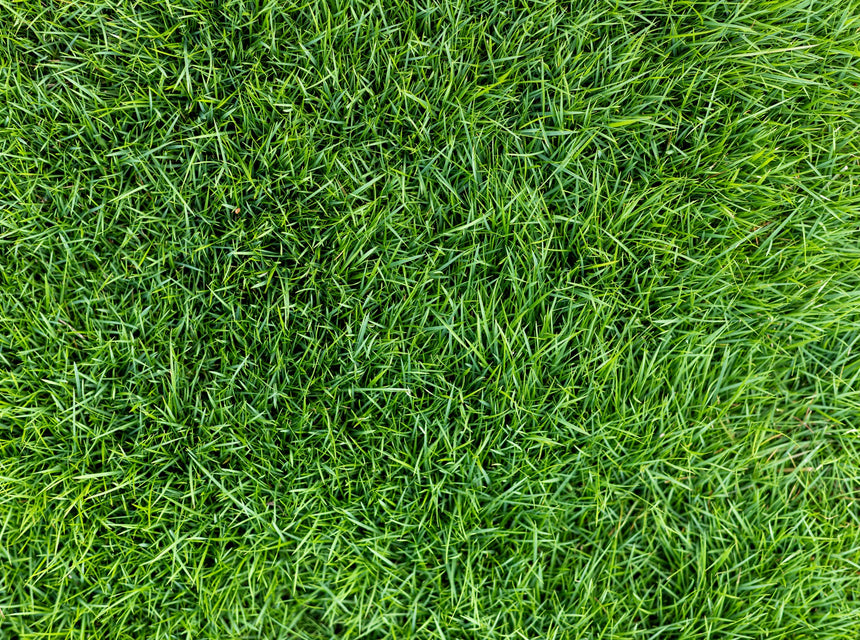 Centipede Grass Decline: Keeping Your Lawn Lively For Years
