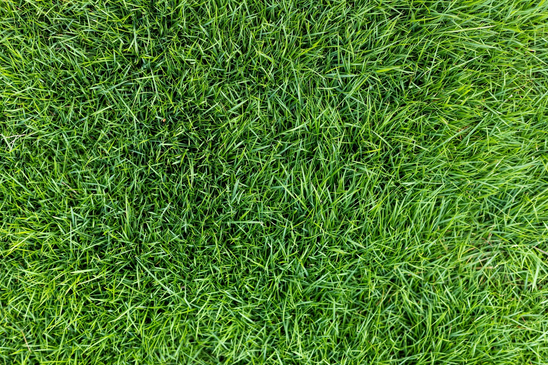 Centipede Grass Decline: Keeping Your Lawn Lively For Years