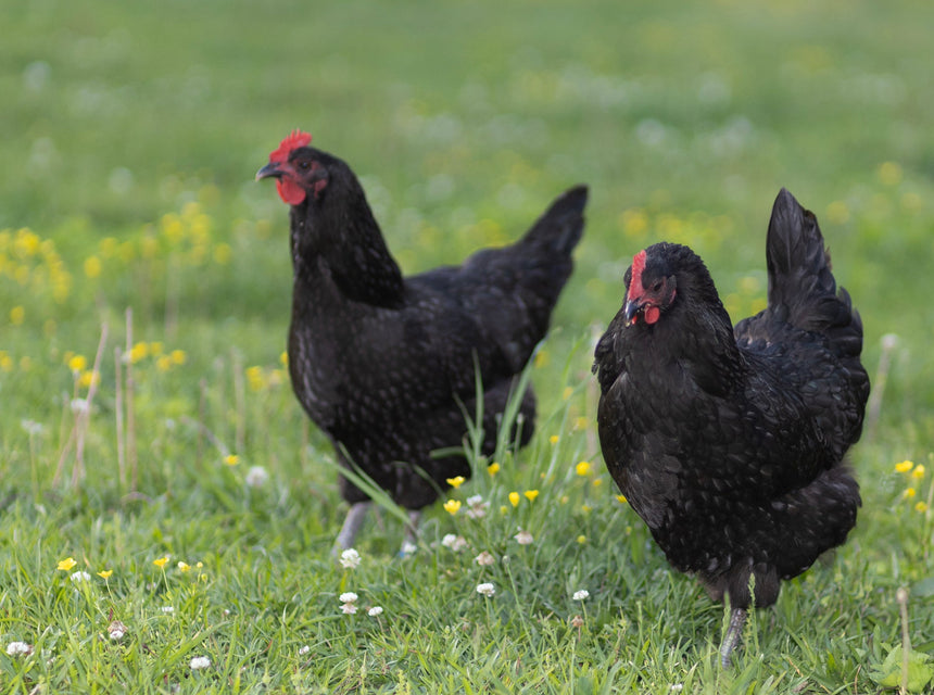 Better Breakfast: Hancock's Happy Hen Mix Makes for Excellent Eggs!