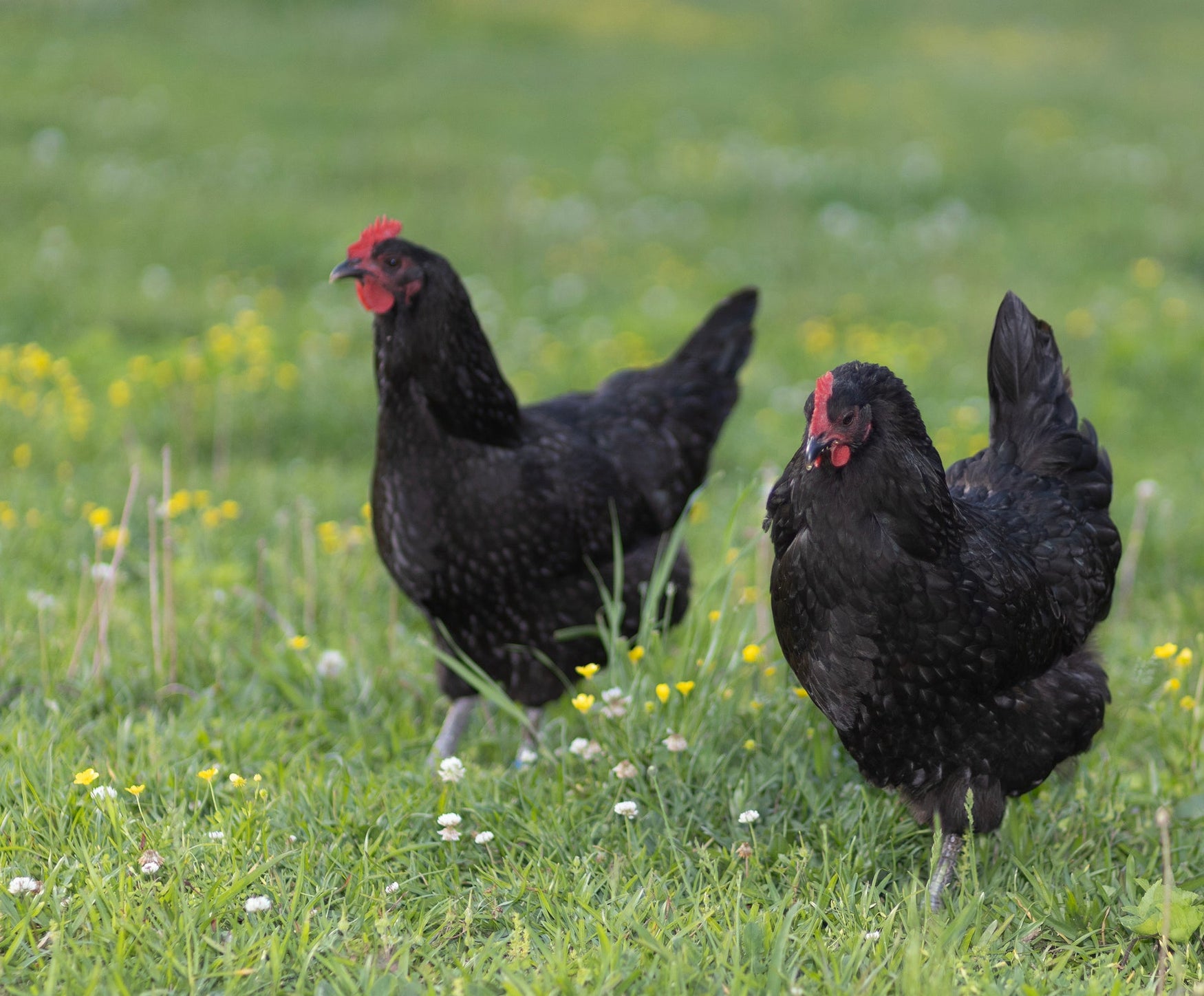 Better Breakfast: Hancock's Happy Hen Mix Makes for Excellent Eggs!