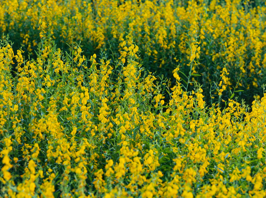 Sunn Hemp: The Best Cover Crop for Farmers in The South, Hot Climates