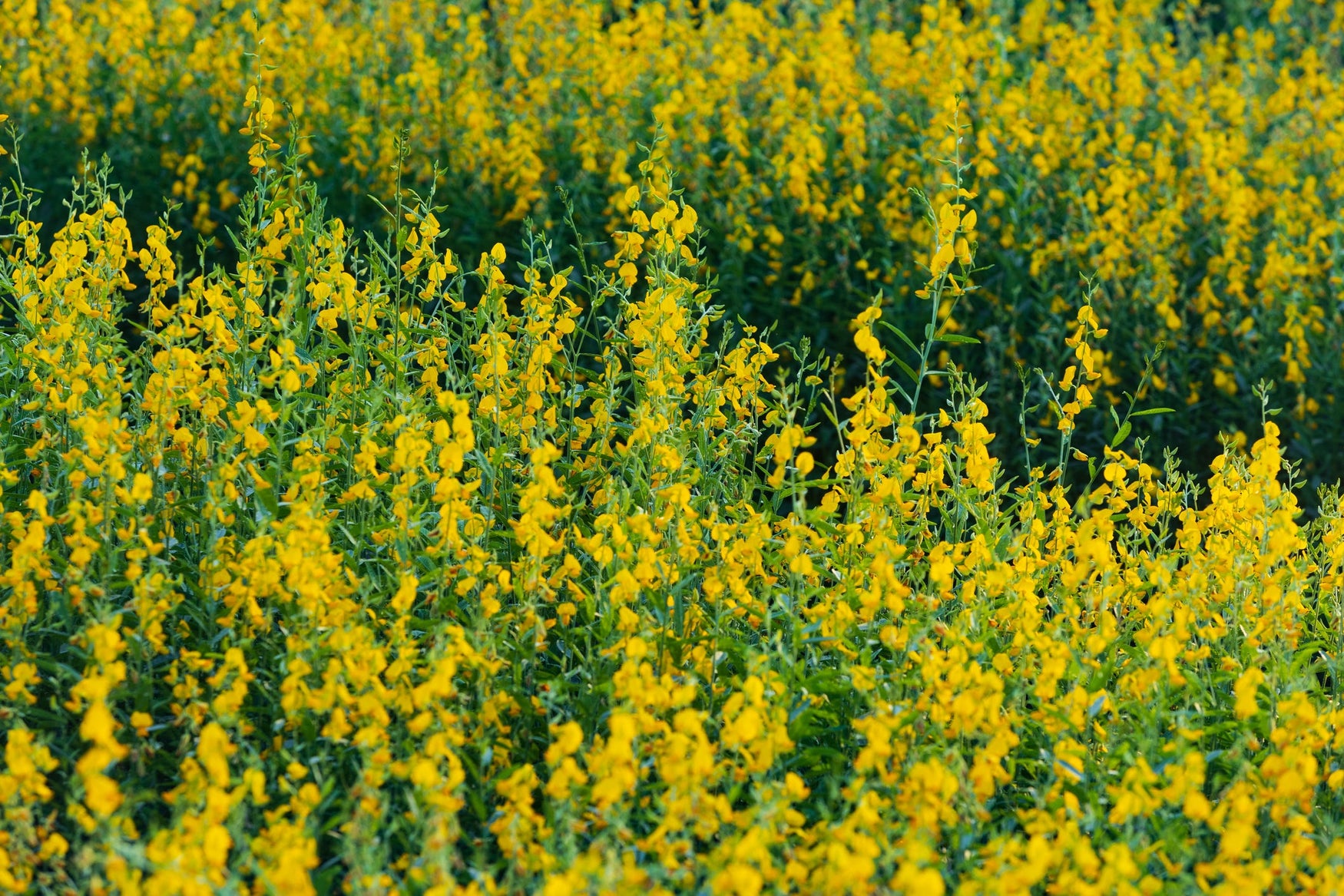 Sunn Hemp: The Best Cover Crop for Farmers in The South, Hot Climates