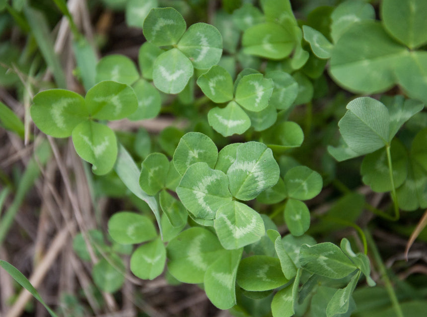 Want Deer? You Don't Need Luck; You Need Hancock Killer Clover!