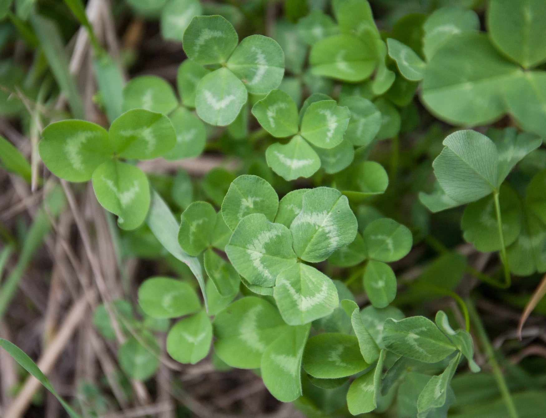 Want Deer? You Don't Need Luck; You Need Hancock Killer Clover!
