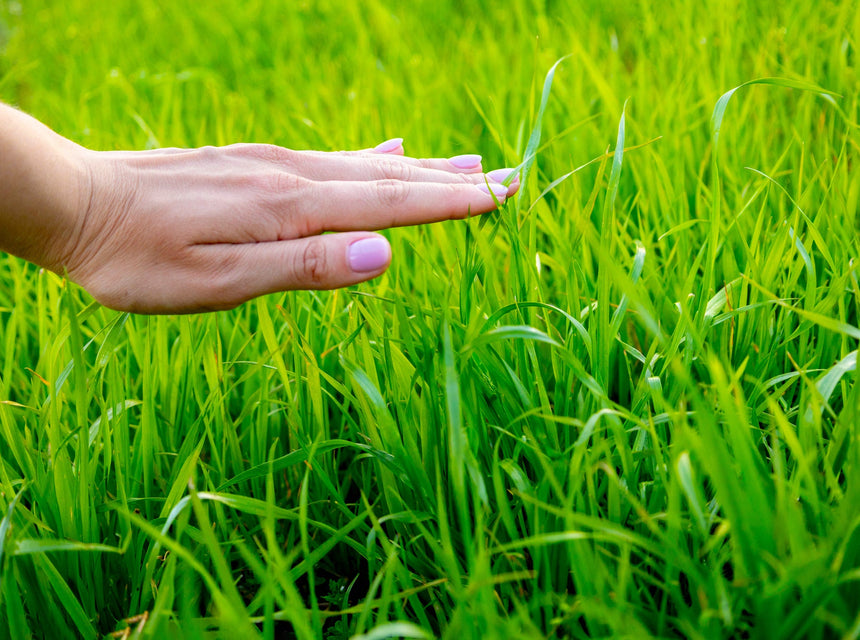 5 New Year's Resolutions for Growing Your Lawn or Plot Stronger in 2017