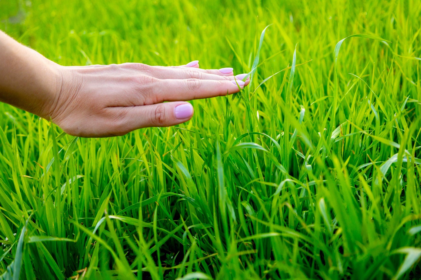 5 New Year's Resolutions for Growing Your Lawn or Plot Stronger in 2017