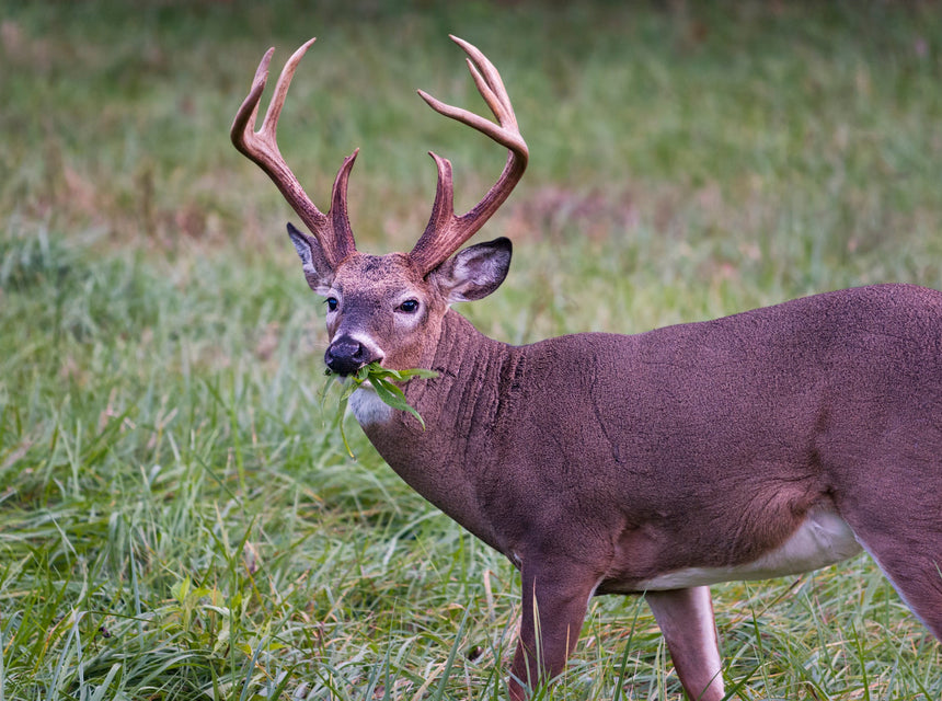 Protect Your Deer Plot: How to Keep Hungry Bucks off Young Forage