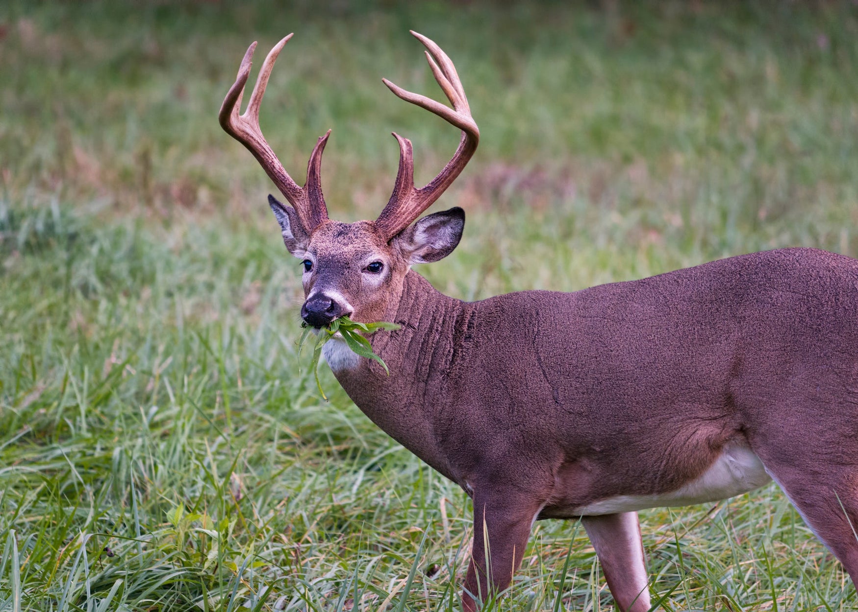 Protect Your Deer Plot: How to Keep Hungry Bucks off Young Forage