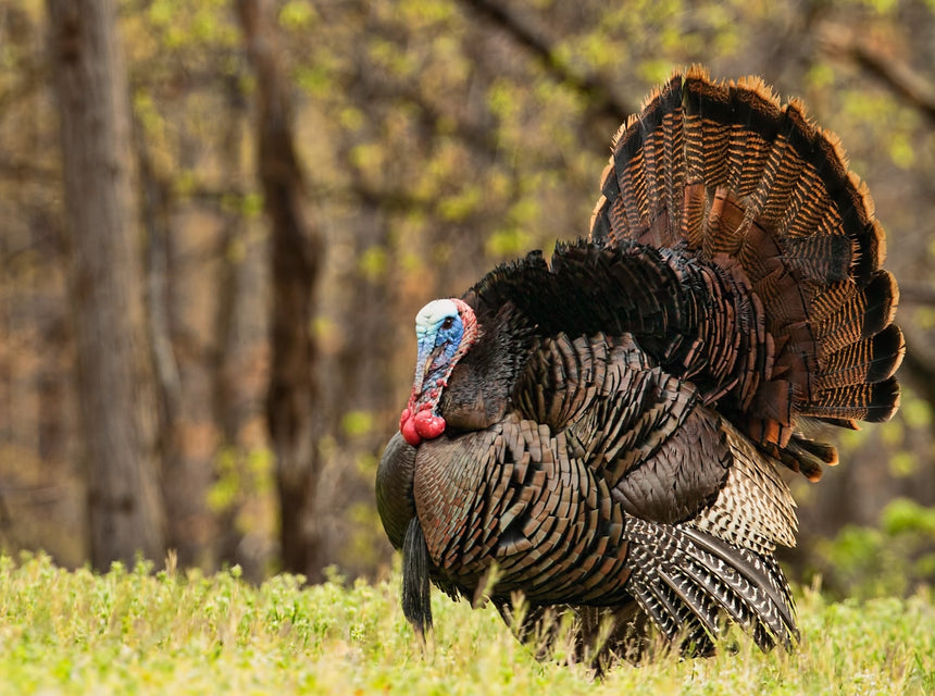 How to Grow A Fantastic Food Plot Ready for Turkey Season!
