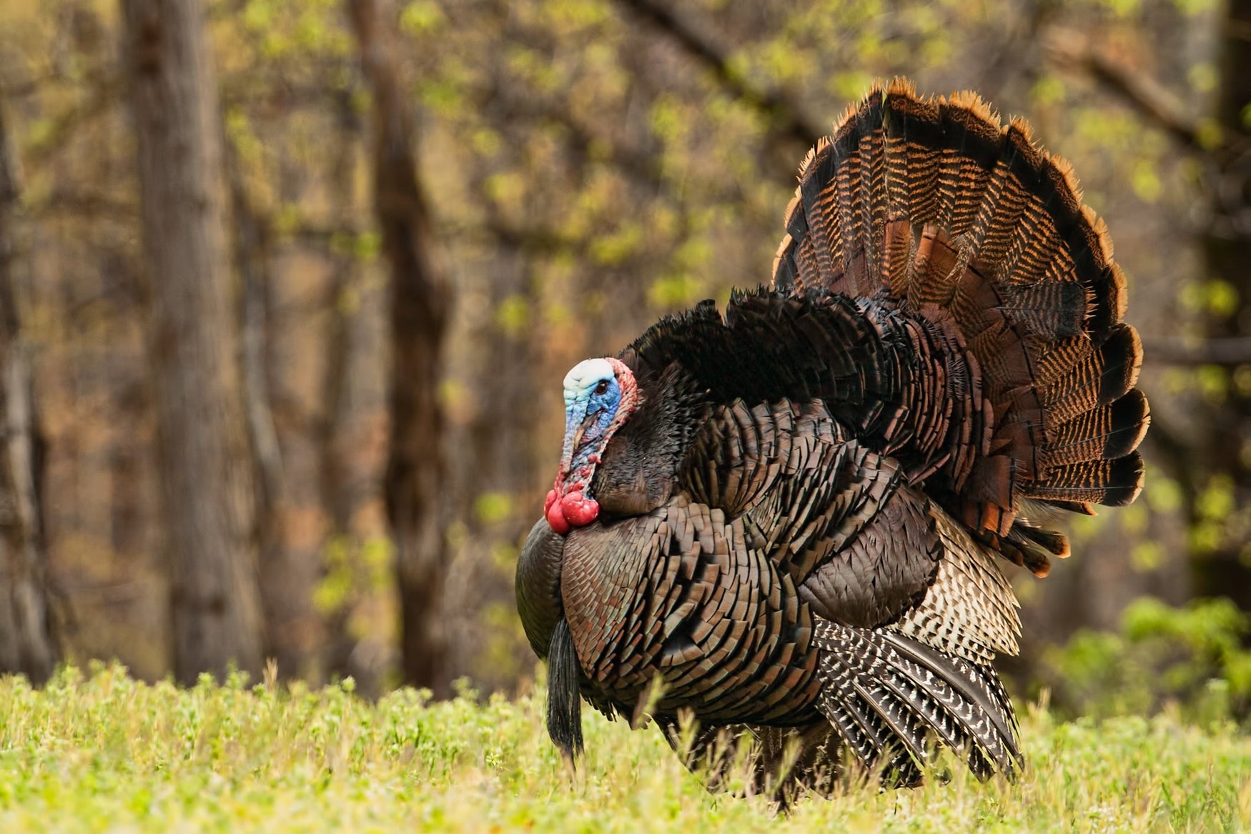 How to Grow A Fantastic Food Plot Ready for Turkey Season!