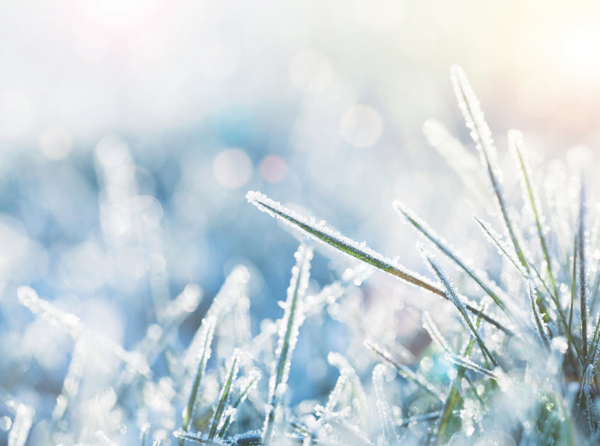 Oh No, You Got Snow! How to Care For Your Lawn When The Green Is White