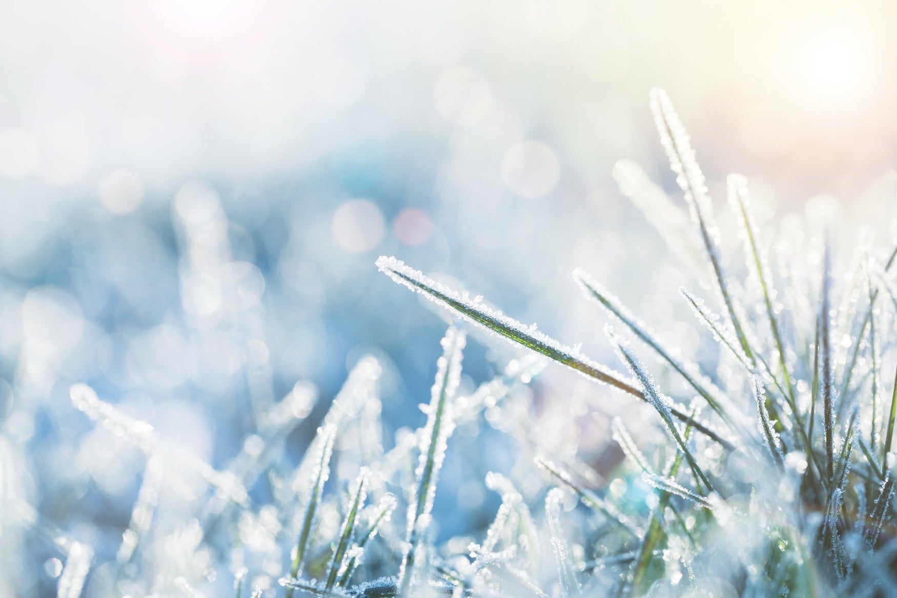 Oh No, You Got Snow! How to Care For Your Lawn When The Green Is White