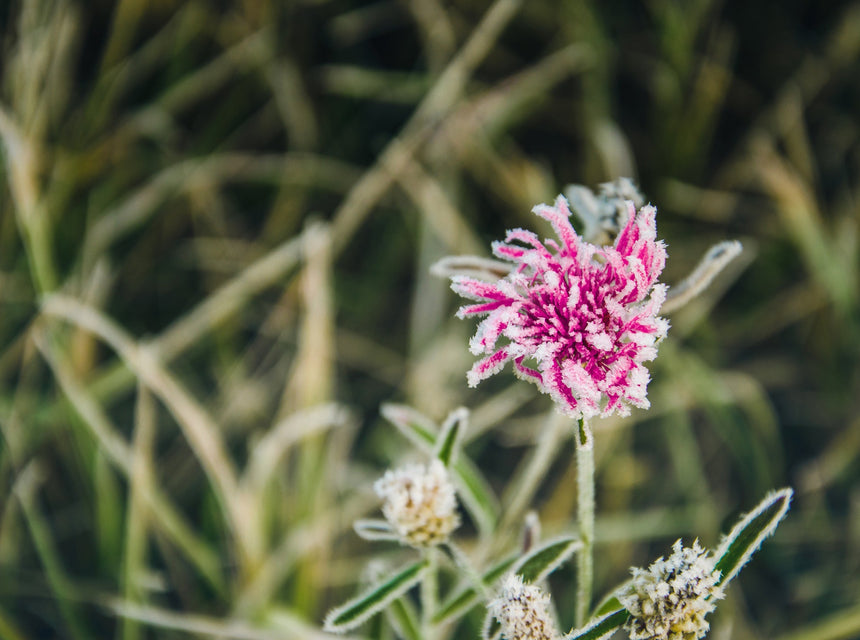Hancock Clover & Clever J Get You Prepared for Spring with Frost Seeding!
