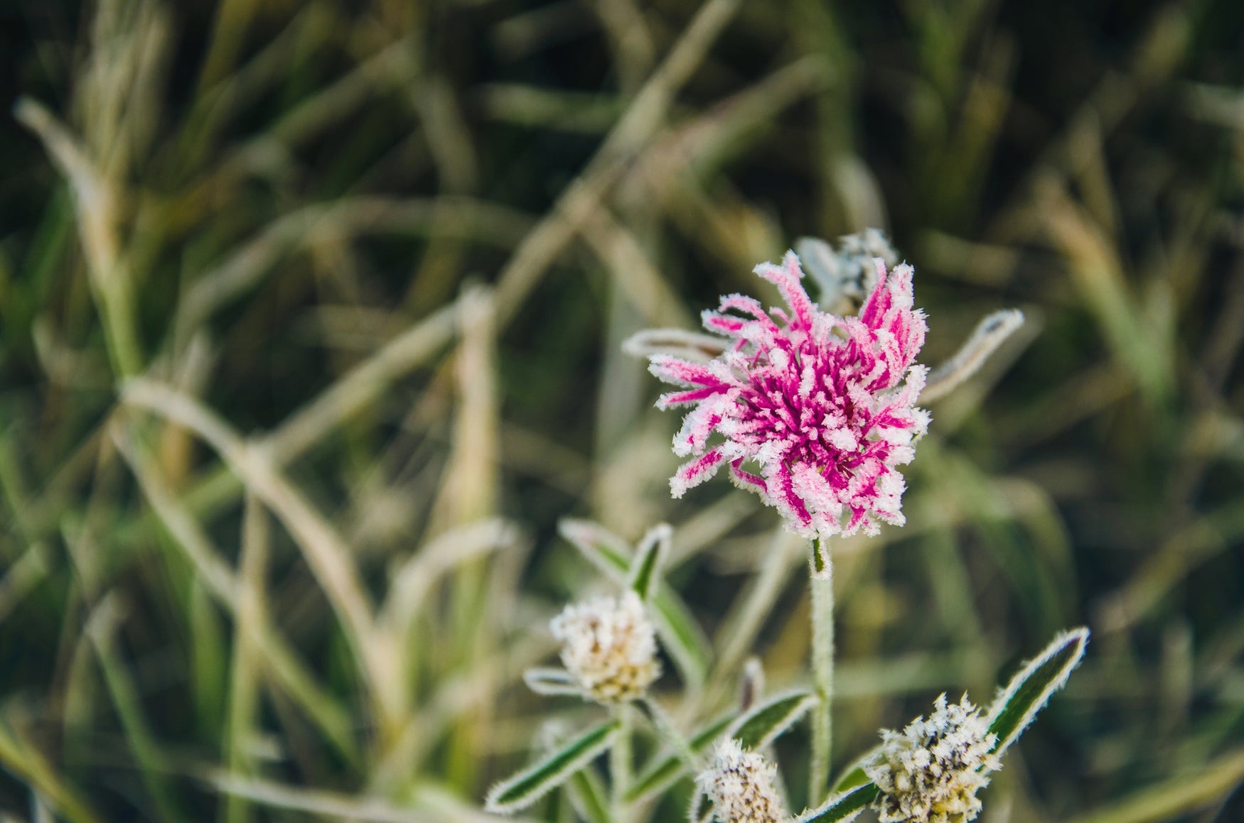 Hancock Clover & Clever J Get You Prepared for Spring with Frost Seeding!