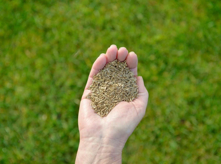 Ask The Seed Lady: "Best Lawn Seed for Down South Sandy Soil?"