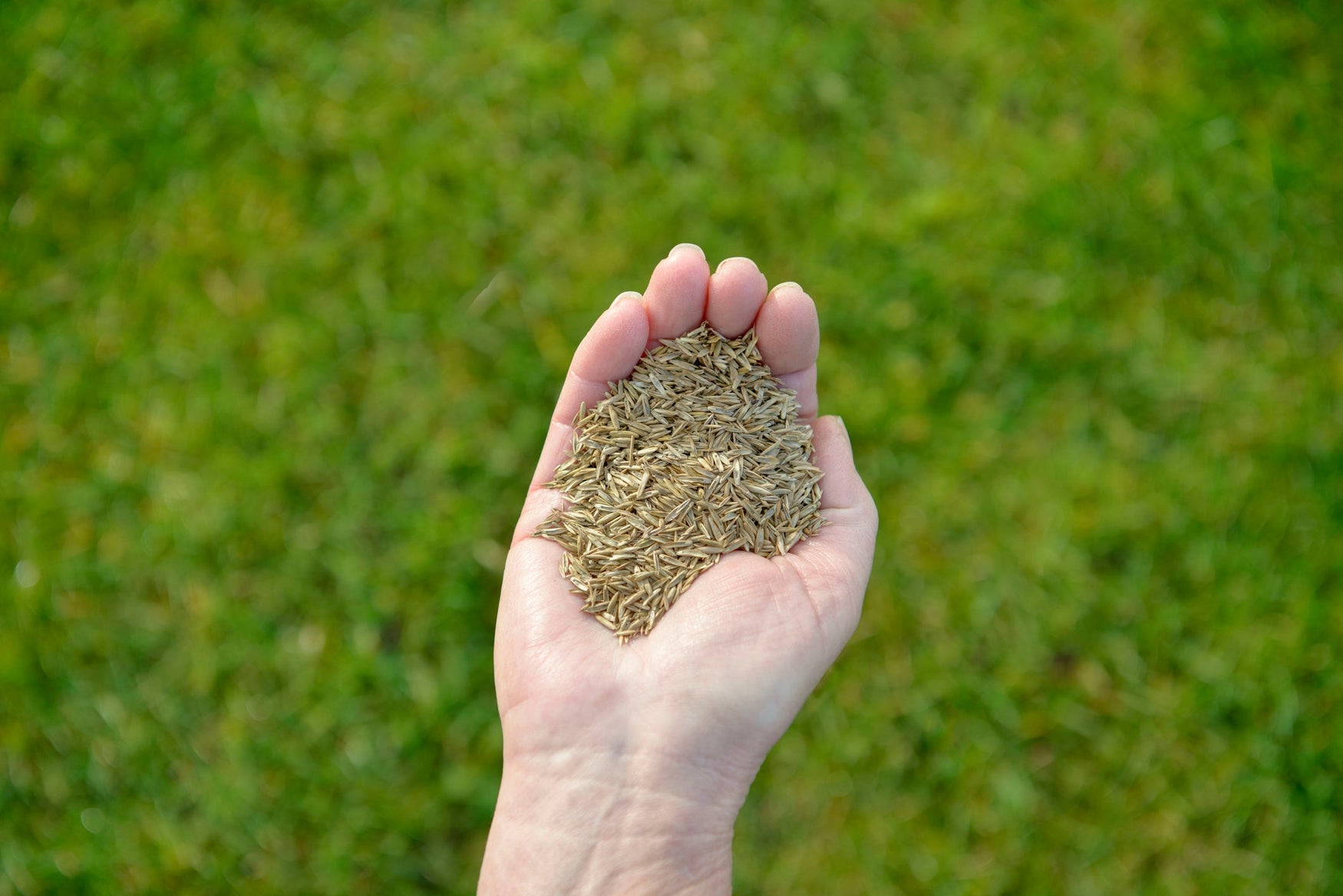 Ask The Seed Lady: "Best Lawn Seed for Down South Sandy Soil?"