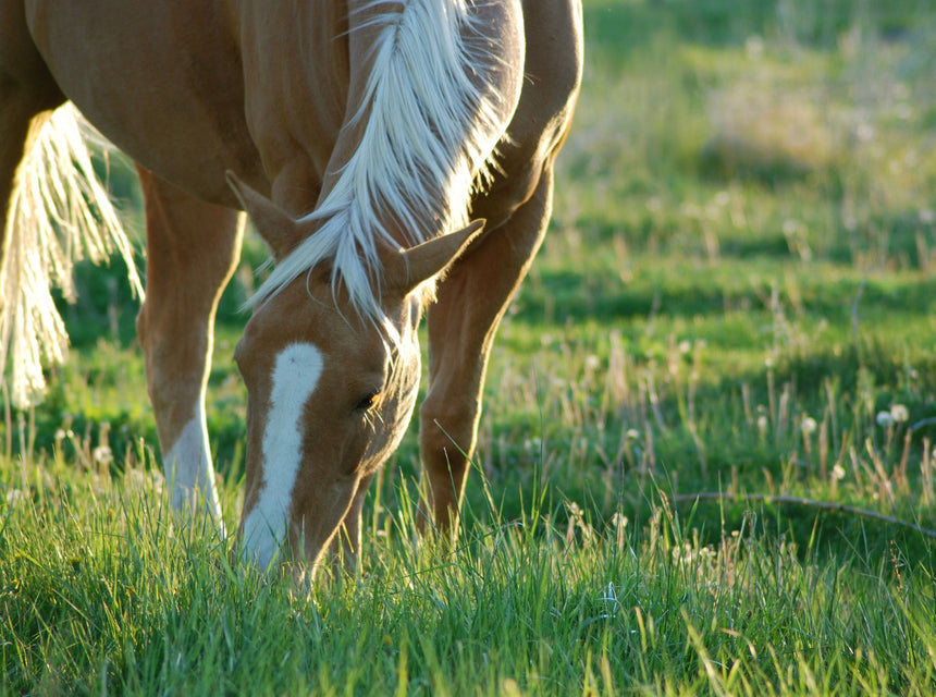 Hancock Healthy Horse Pasture Blends for All Regions, Temperatures