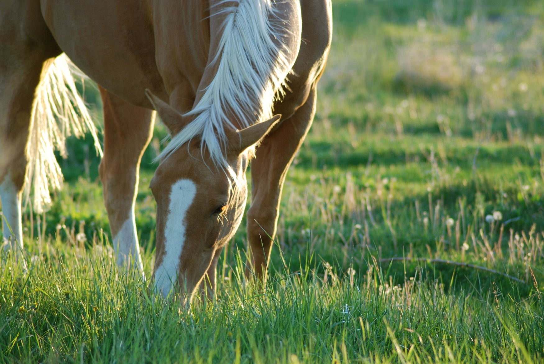 Hancock Healthy Horse Pasture Blends for All Regions, Temperatures