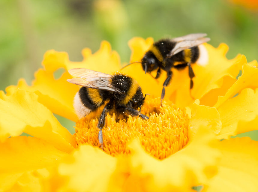Bee Aware: Our Pollinating Pals Are At Risk. Here's What You Can Do.