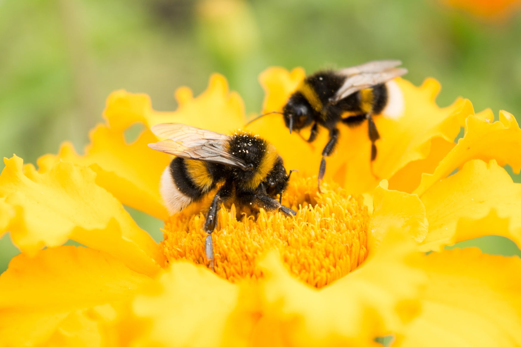 Bee Aware: Our Pollinating Pals Are At Risk. Here's What You Can Do.