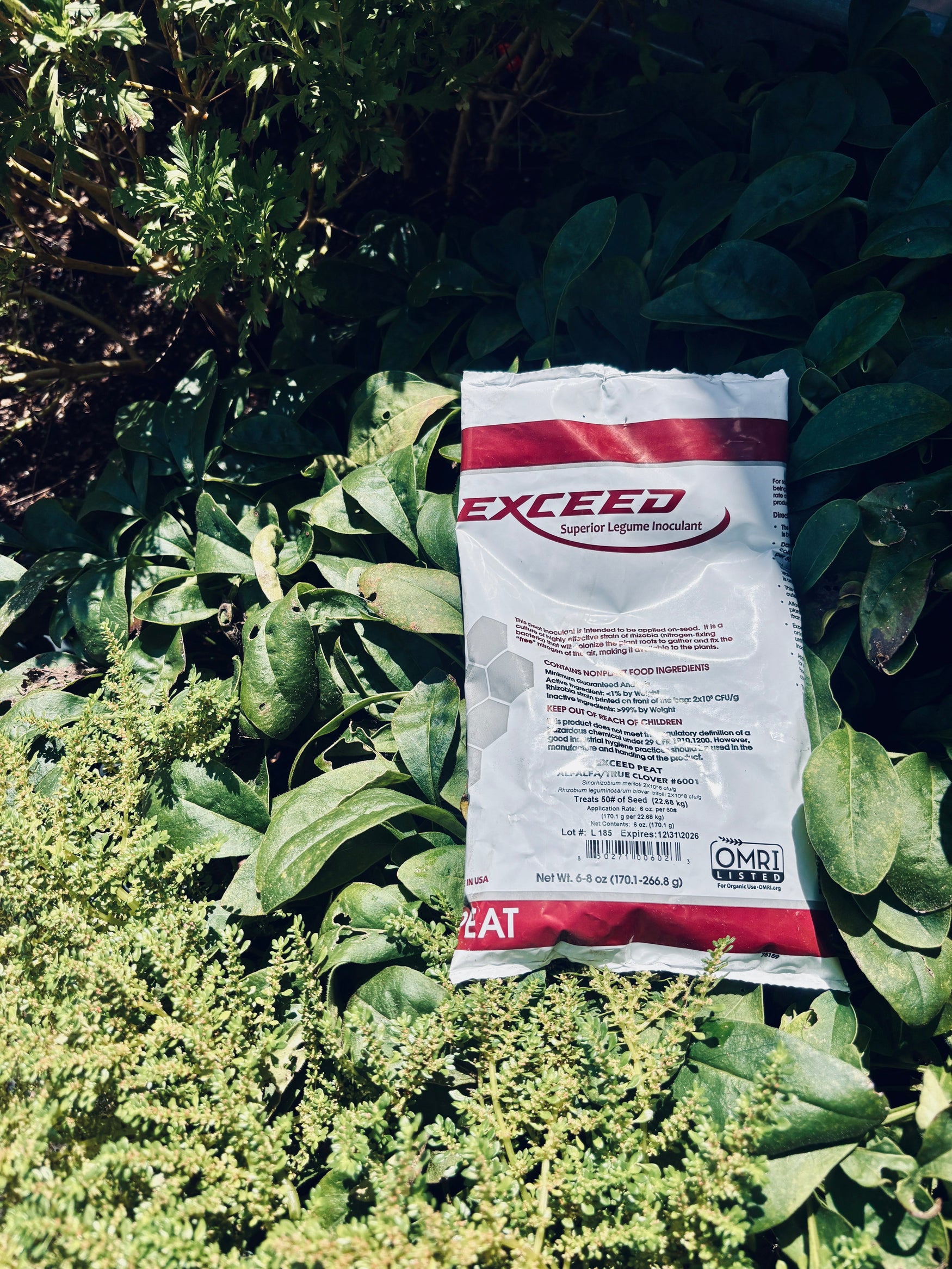 What Is a Seed Inoculant? A Simple Guide to Healthier Legume Plantings