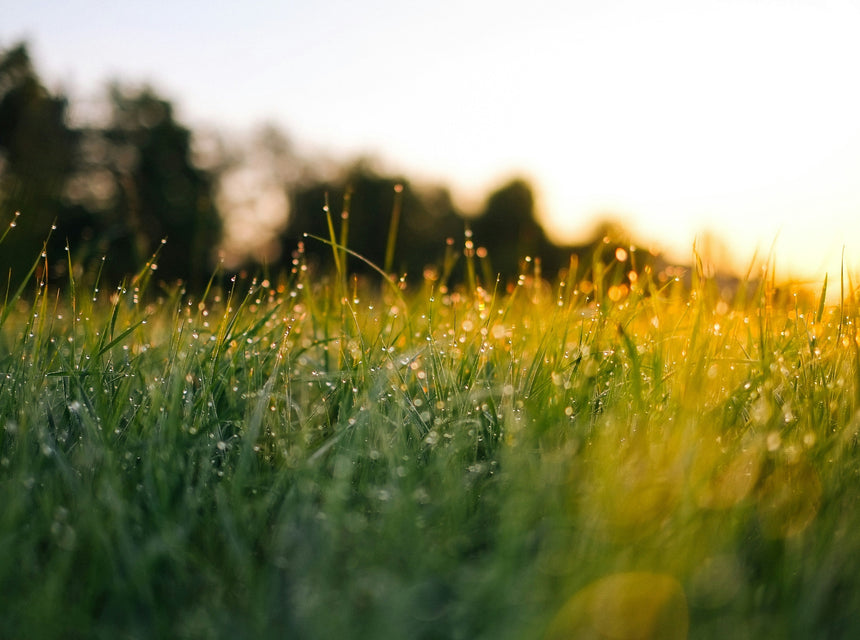 Wildlife Species Attracted by Food Plots & Benefits : A Hancock Seed Co. Guide