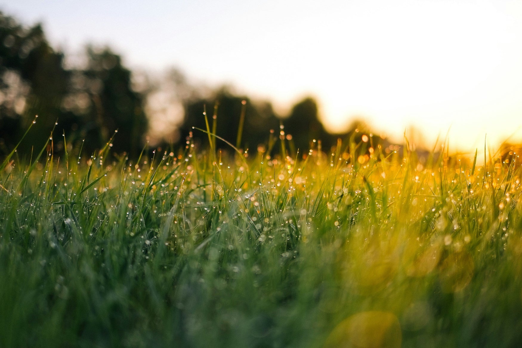 Wildlife Species Attracted by Food Plots & Benefits : A Hancock Seed Co. Guide