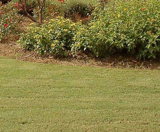 Zoysia Lawn Grass Seed