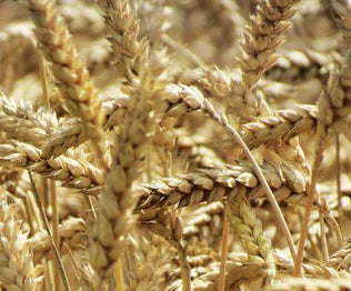 Wheat Seed