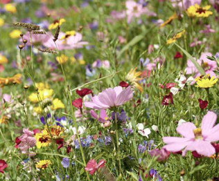 Hancock's Southeast Wildflower Mixture