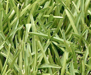 Hancock's Ryegrass Seed