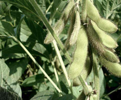 Soybean Seed