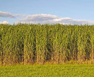 Switchgrass Seed