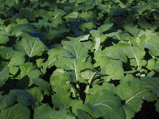 Kale Seed