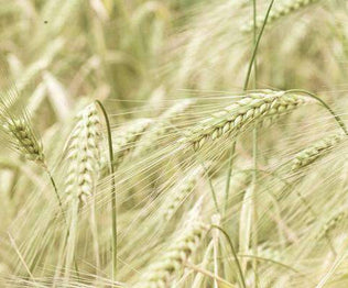 Barley Fodder Seed