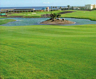 Seashore Paspalum Lawn Grass Seed