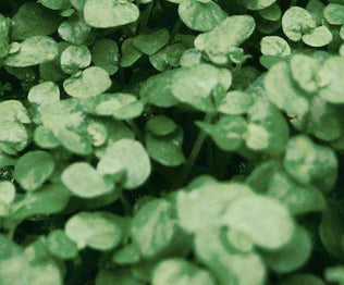 Clover Ground Cover Seed