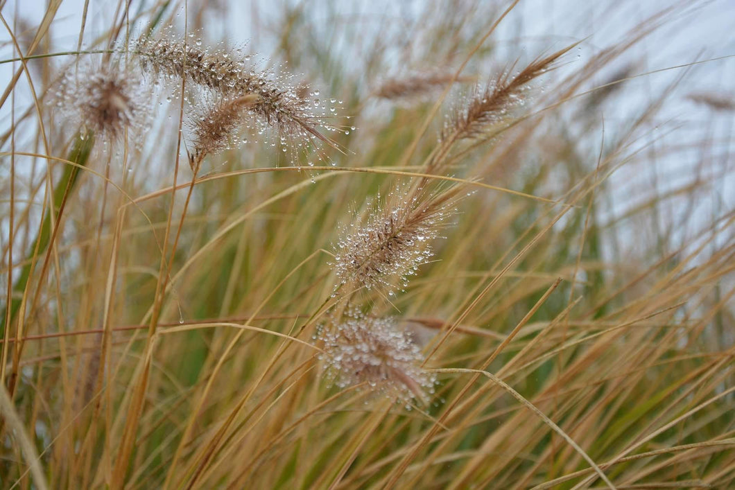 Native Grass Seed Mixes Hancock Seed
