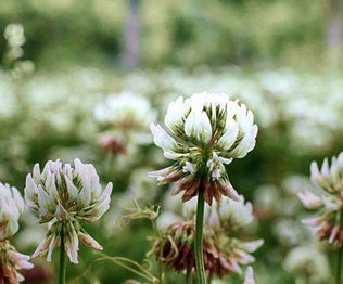 Clover Turkey Food Plot Seed