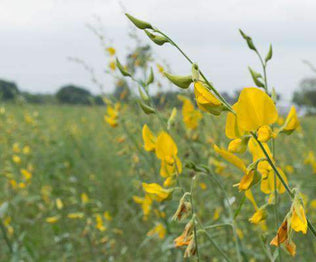 Sesbania Seed