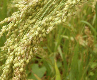 Millet Fodder Seed