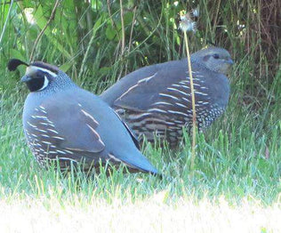 Hancock's Signature Quail Seed