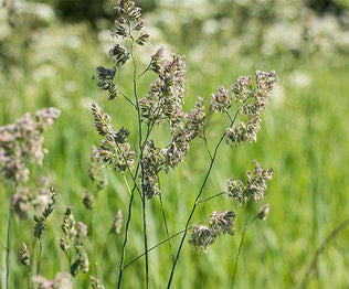 Reed Canary Grass Seed