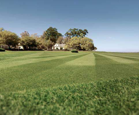 Bermuda Turf Grass Seed