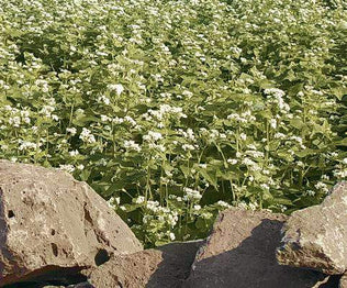 Buckwheat Duck Food Plot Seed