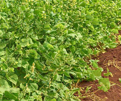 Lablab Seed | Legume, Food Plots, Forage | Hancock Seed