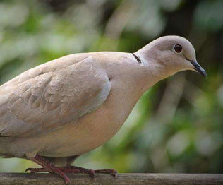 Hancock's Dove Field Seed Mix