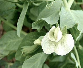 Peas Fodder Seed