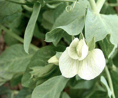 Pea Seed